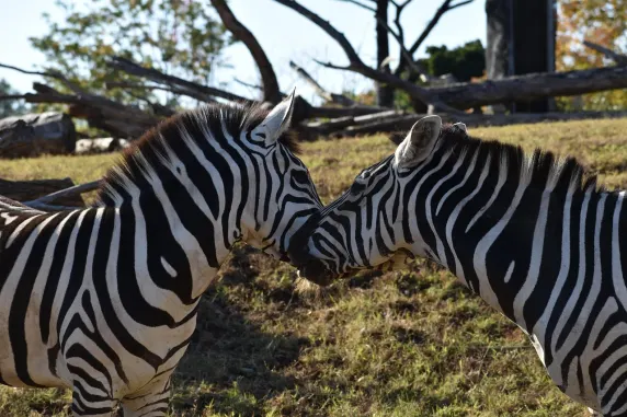 Casino Slots Cafe Soporte